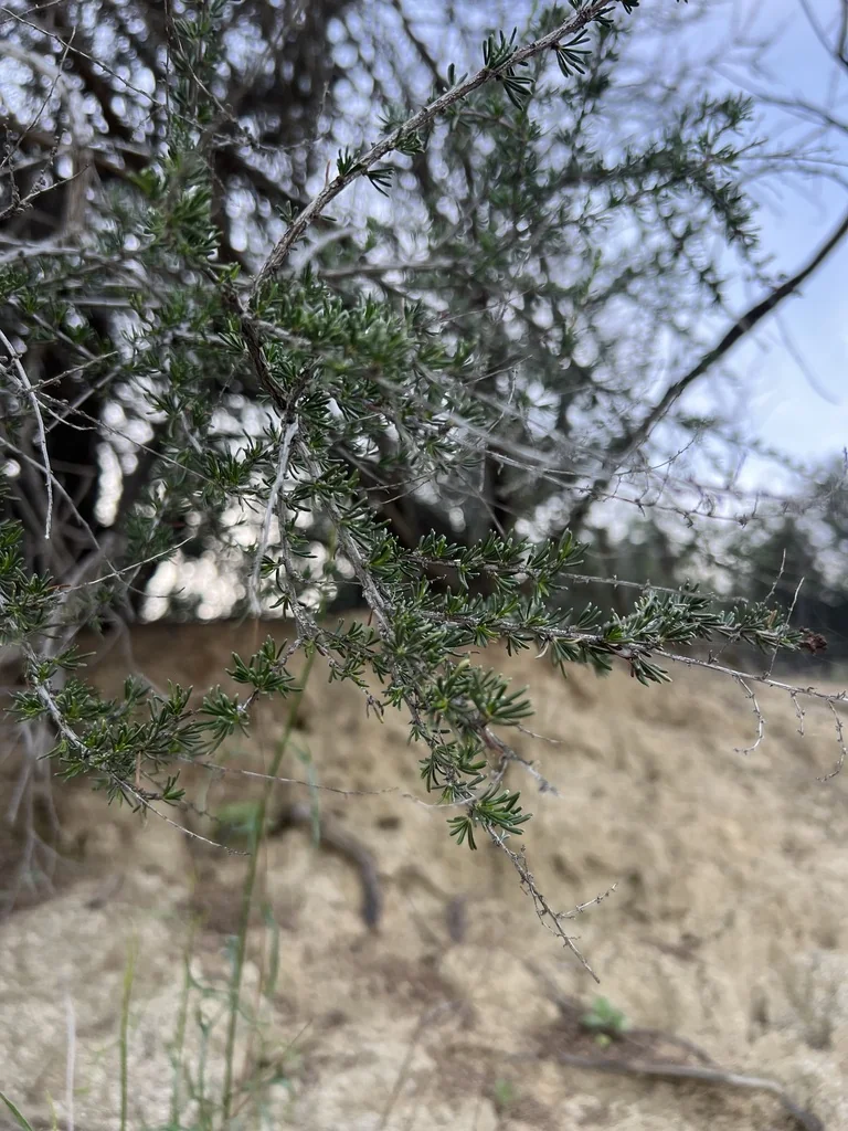 Adenostoma Fasciculatum