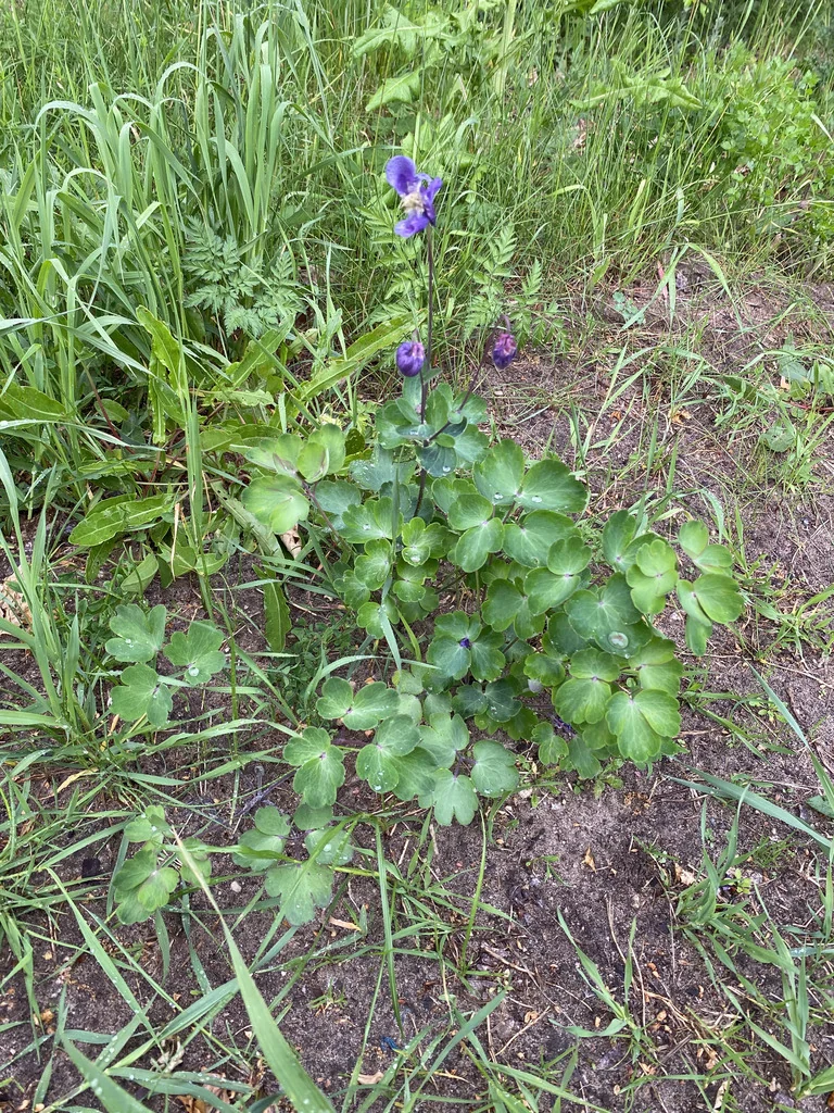 Aquilegia Vulgaris
