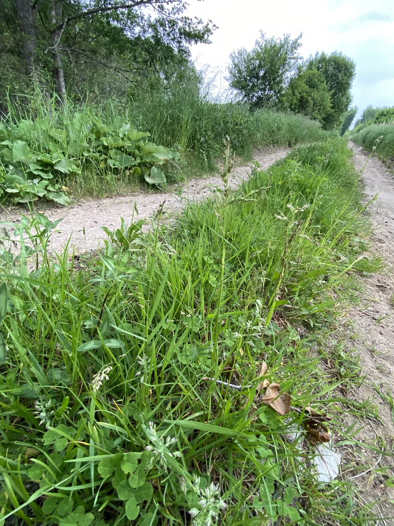 Poa Pratensis