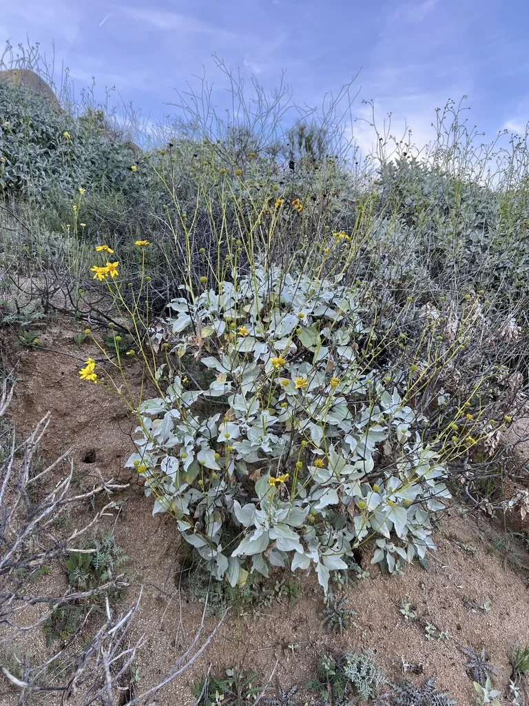 Encelia Farinosa