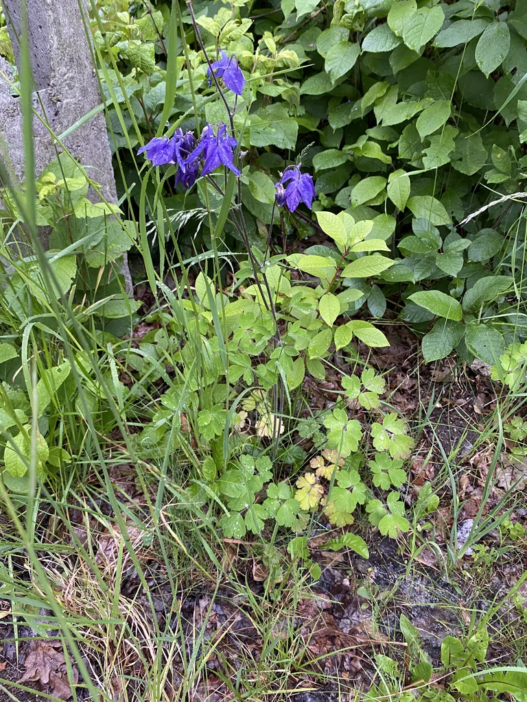 Aquilegia Vulgaris