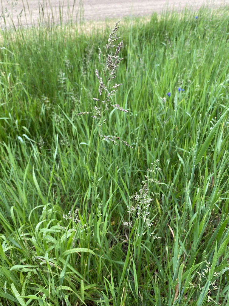 Poa Pratensis