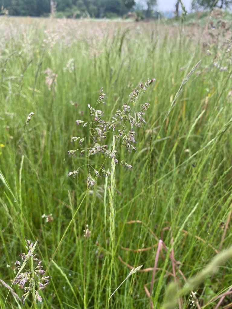 Poa Pratensis