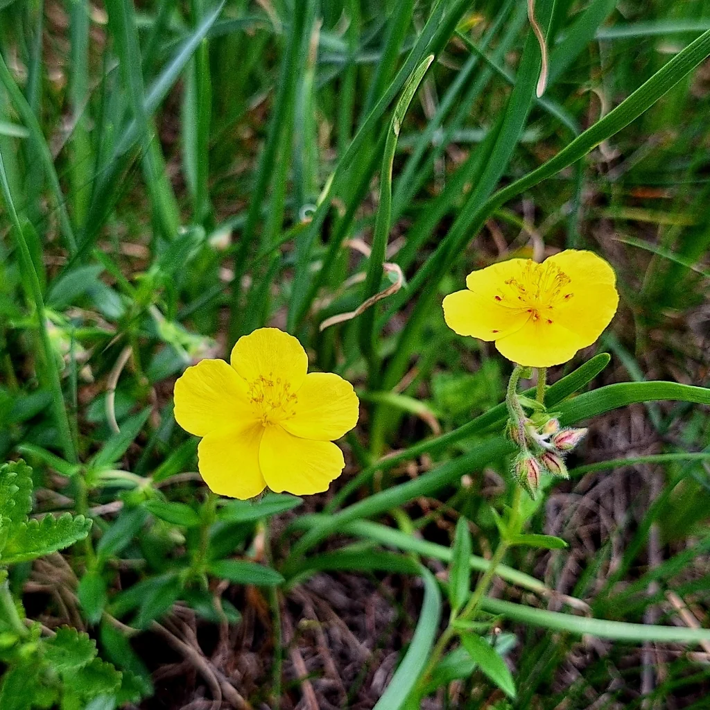 Helianthemum Nummularium