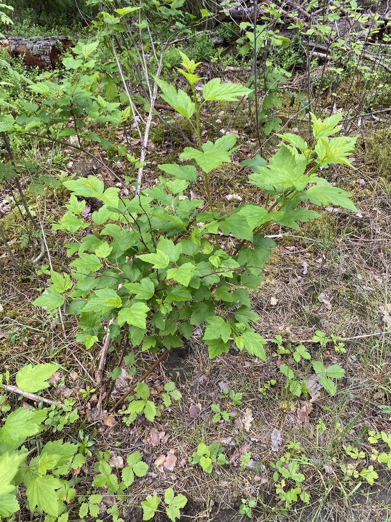 Physocarpus opulifolius