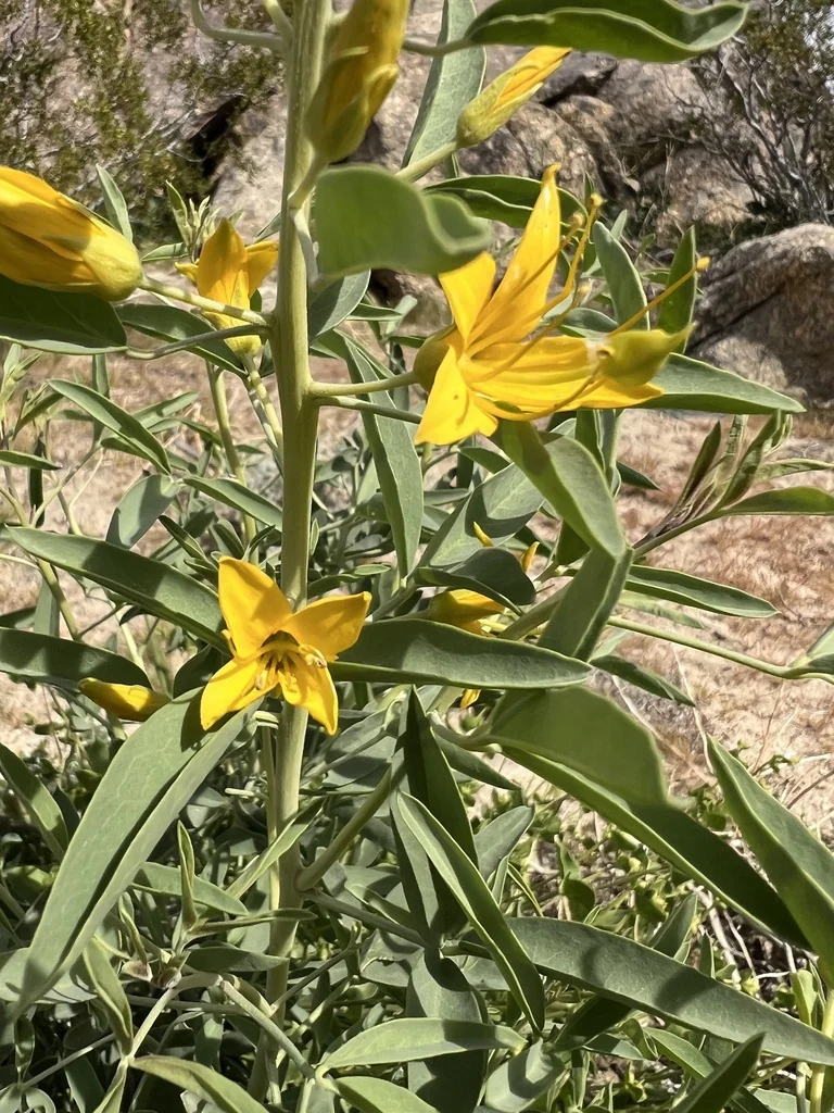 Isomeris Arborea