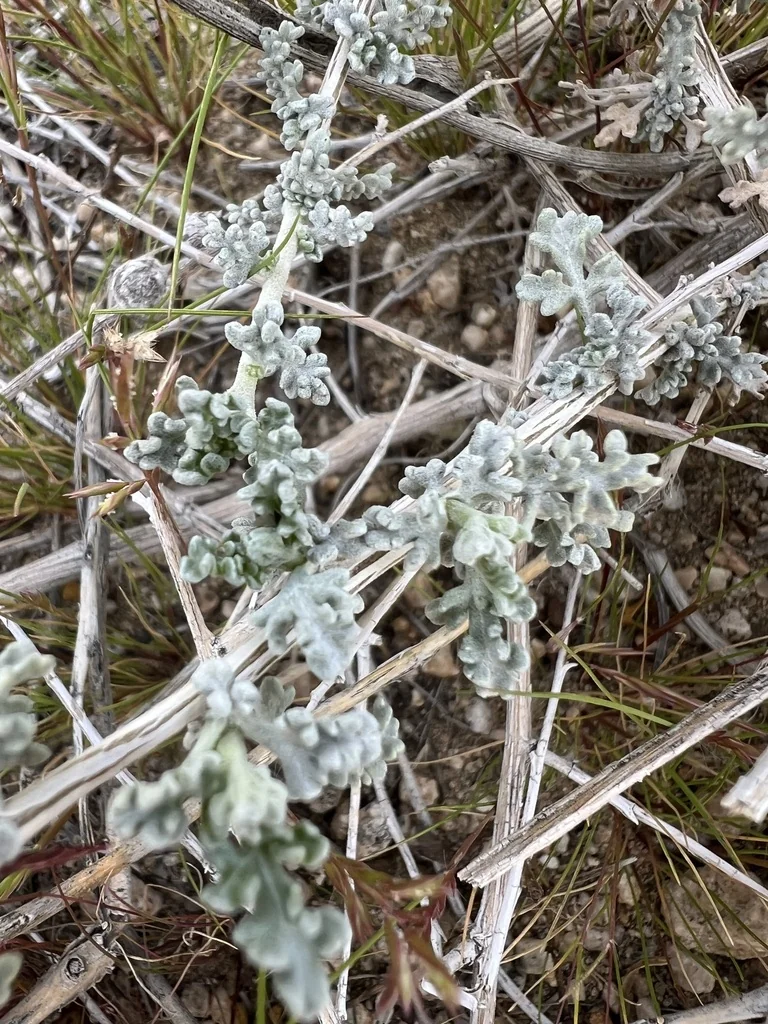 Ambrosia Dumosa