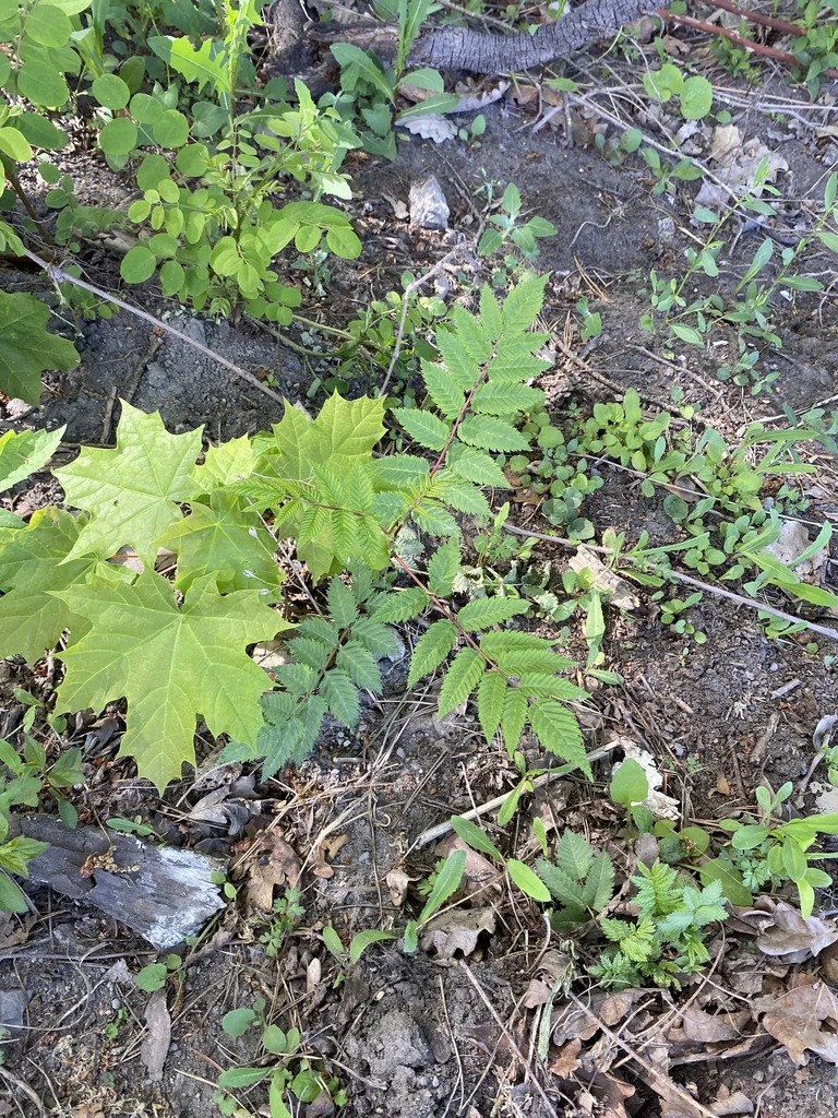 Sorbaria Sorbifolia