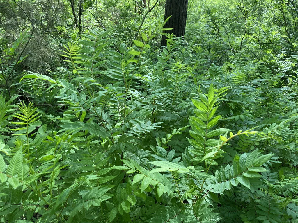 Sorbaria Sorbifolia