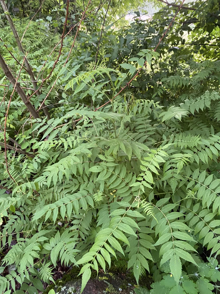Sorbaria Sorbifolia