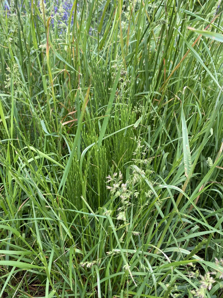 Poa Pratensis