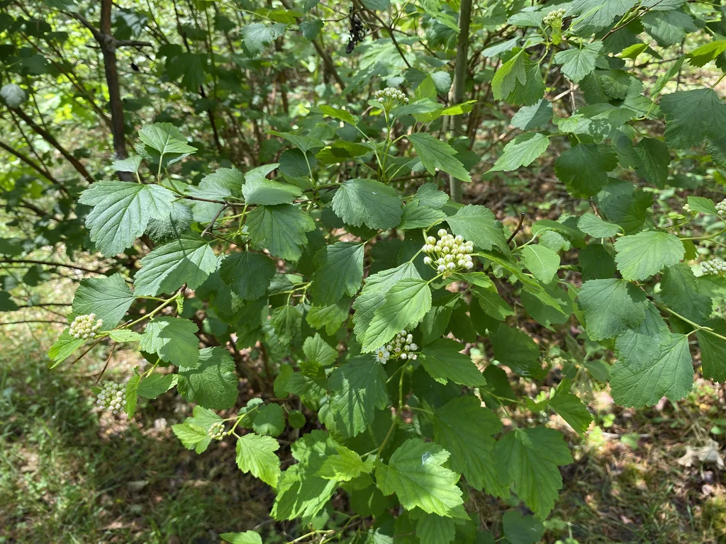 Physocarpus opulifolius