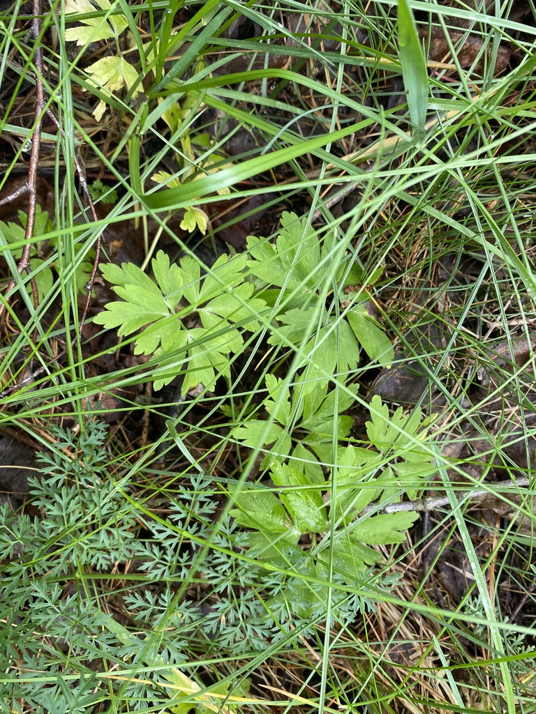 Anemone Nemorosa