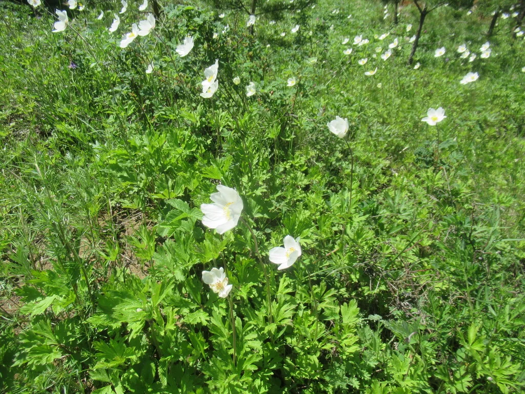 Anemone Sylvestris
