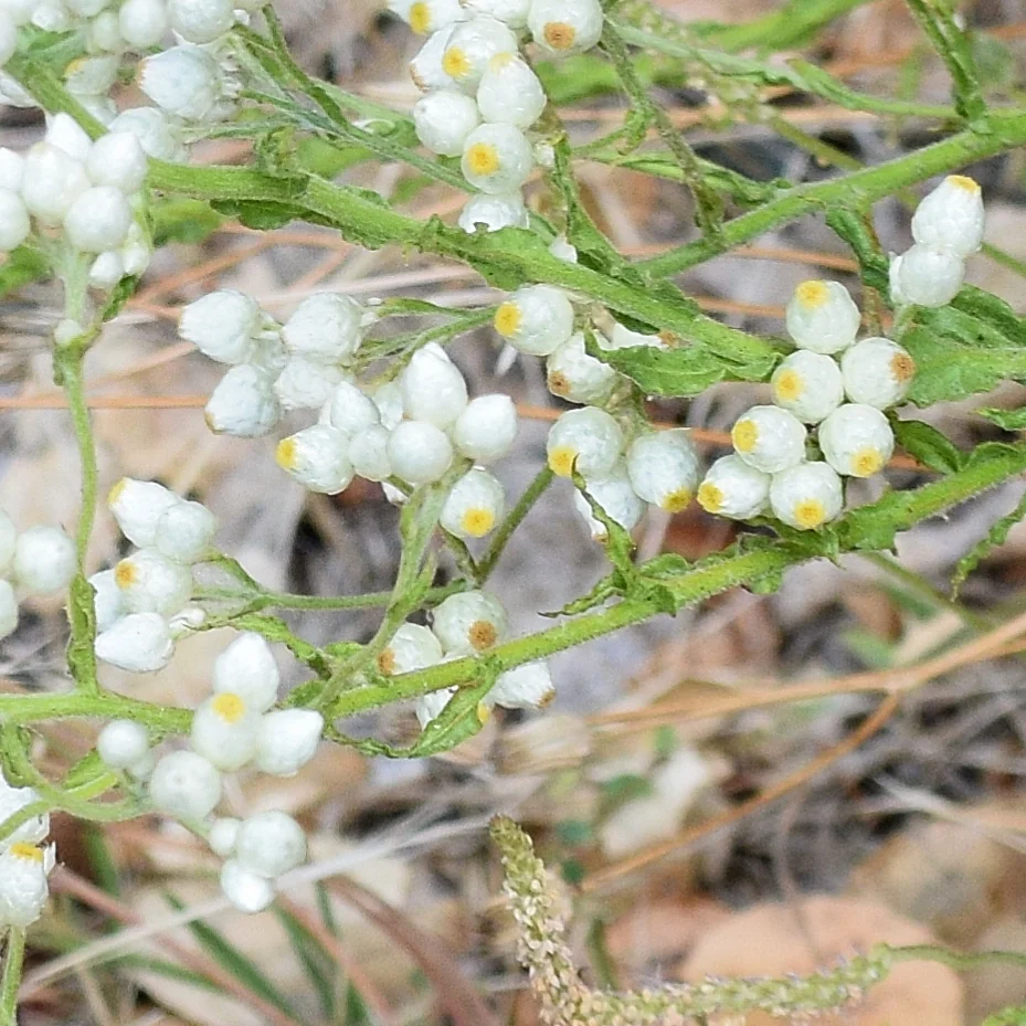 Pseudognaphalium Californicum