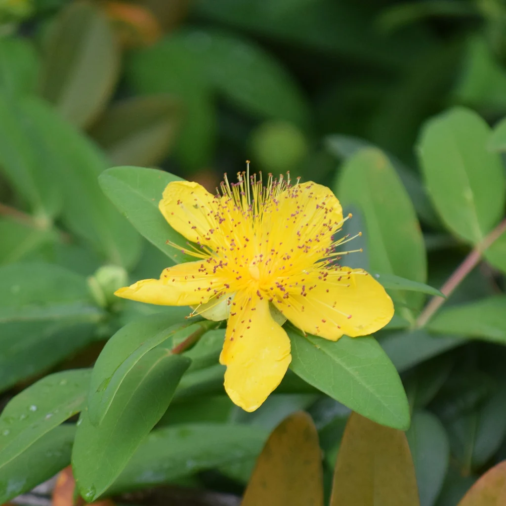 Hypericum Calycinum