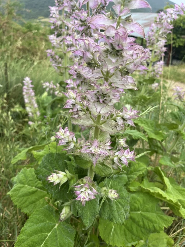 Salvia Sclarea