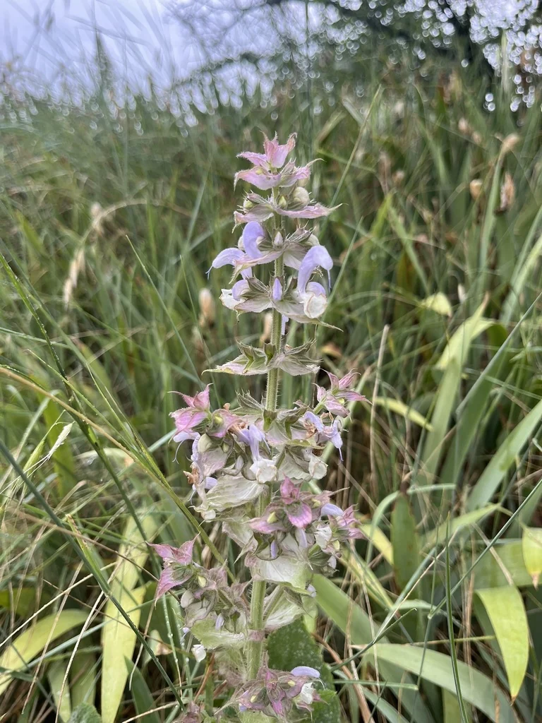 Salvia Sclarea