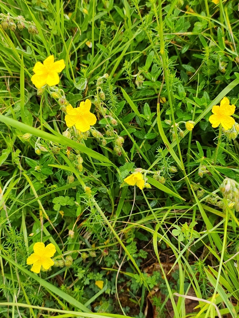 Helianthemum Nummularium