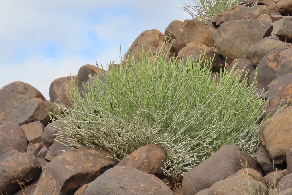 Euphorbia Mauritanica