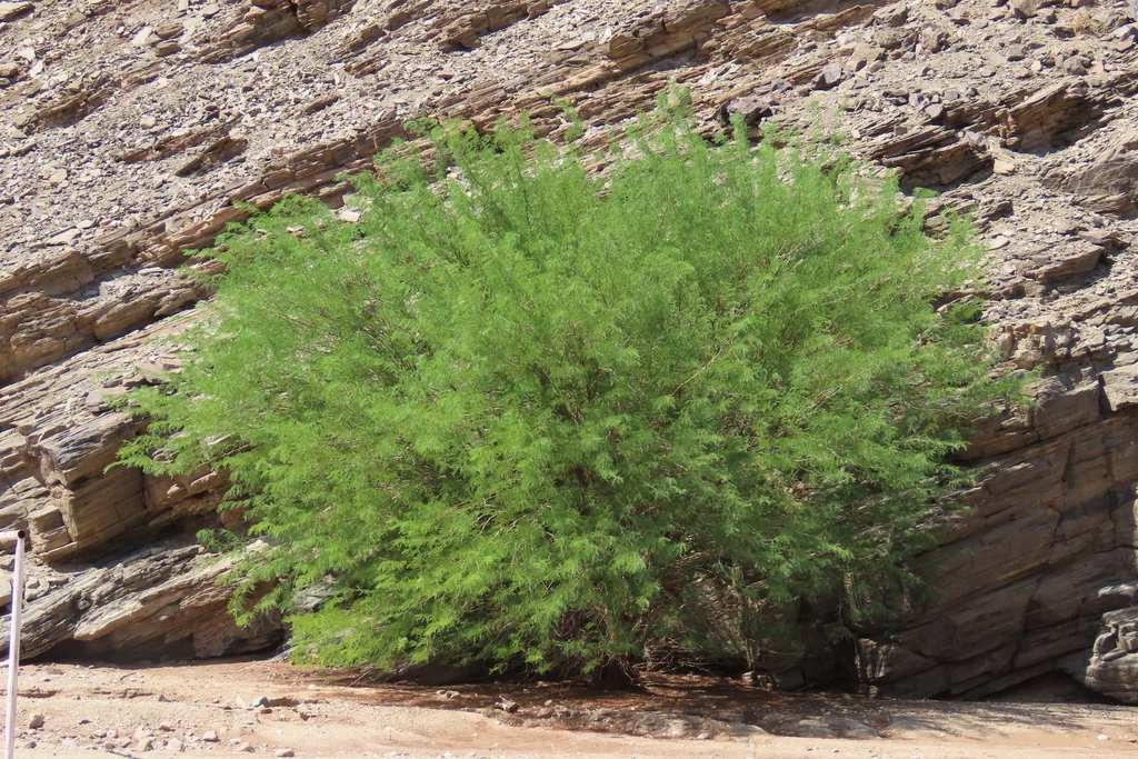 Prosopis Glandulosa