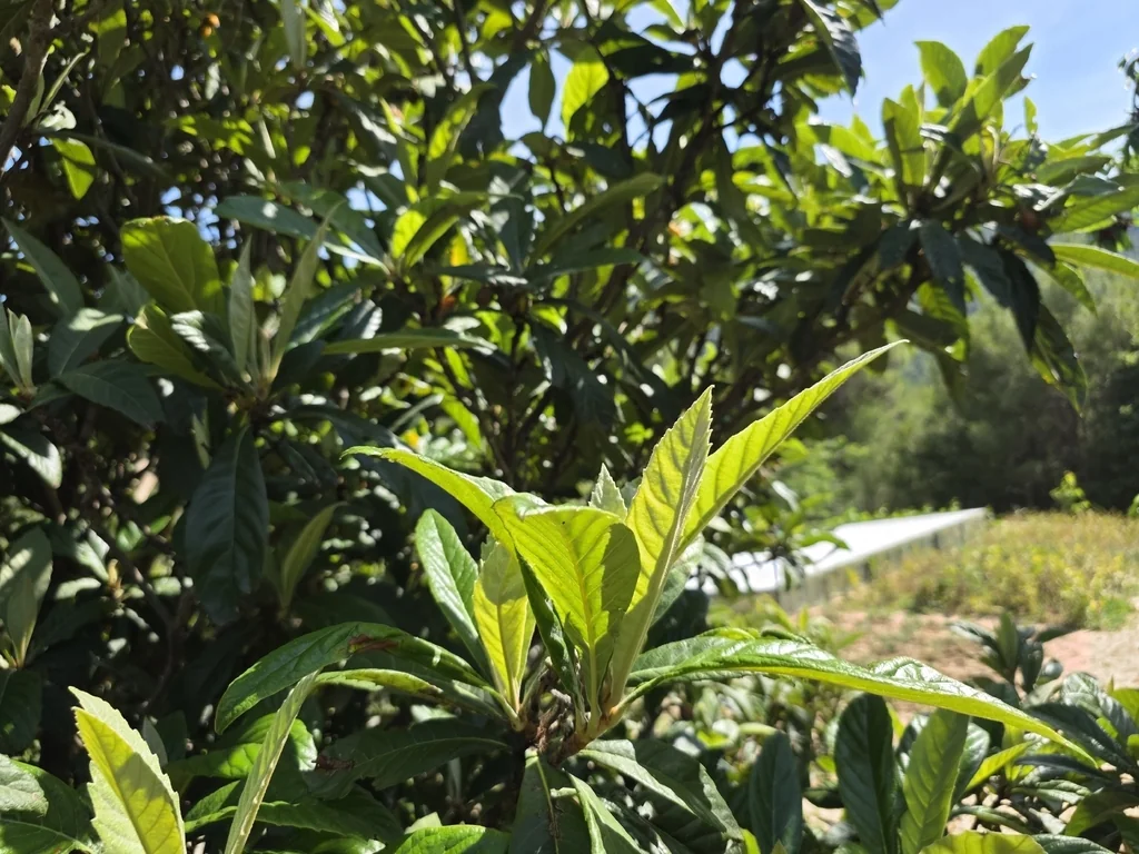 Eriobotrya Japonica