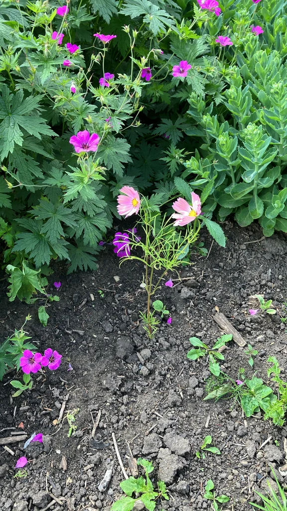 Cosmos Bipinnatus