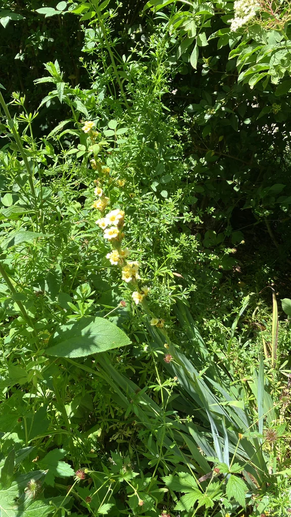 Sisyrinchium Striatum