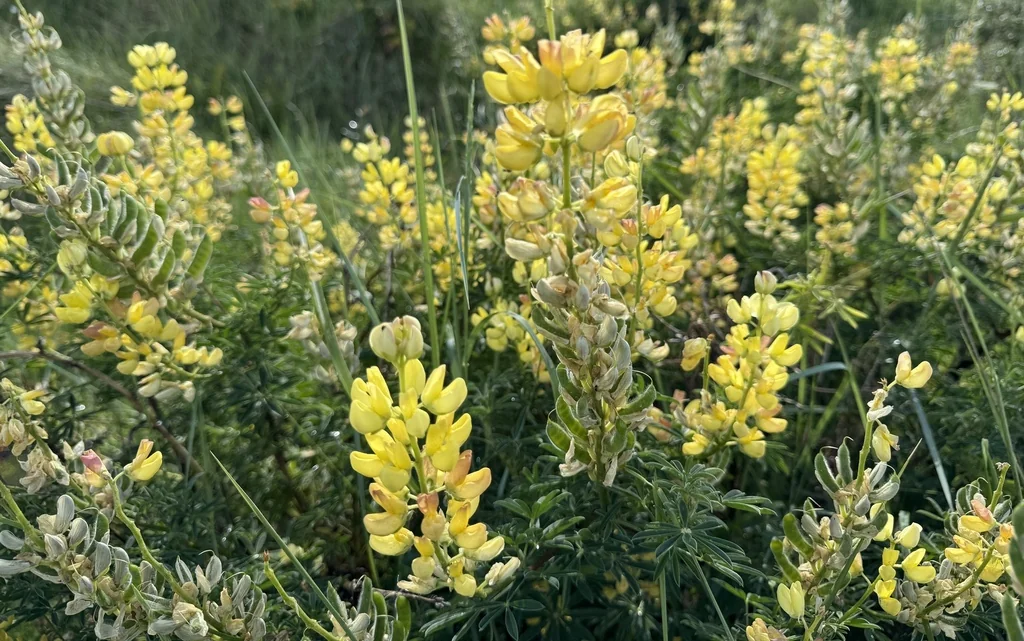 Lupinus Arboreus