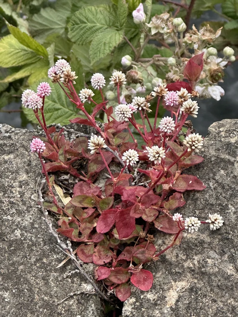 Persicaria Capitata