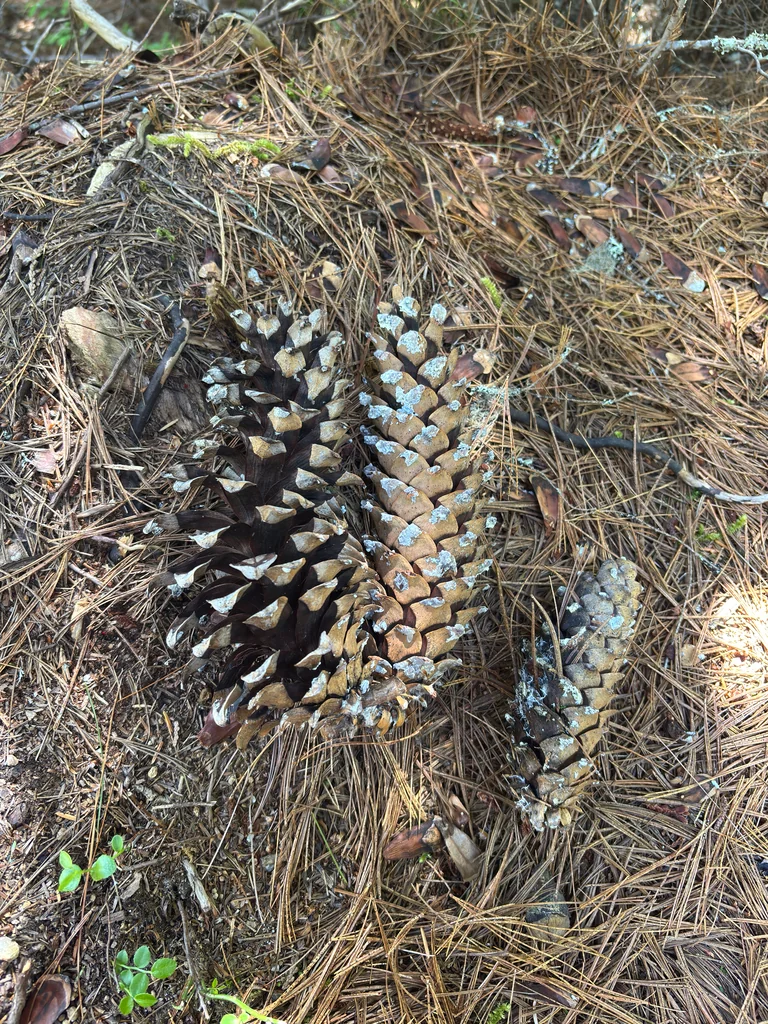 Pinus Monticola