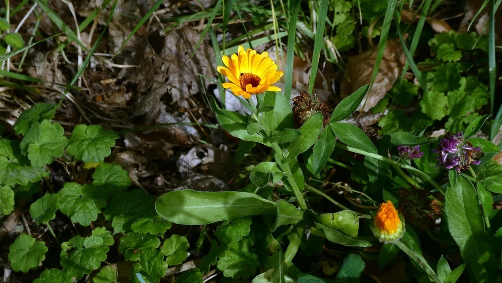 Calendula Officinalis