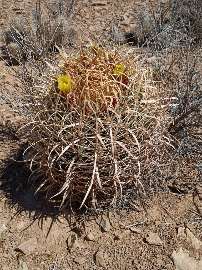 Ferocactus Cylindraceus