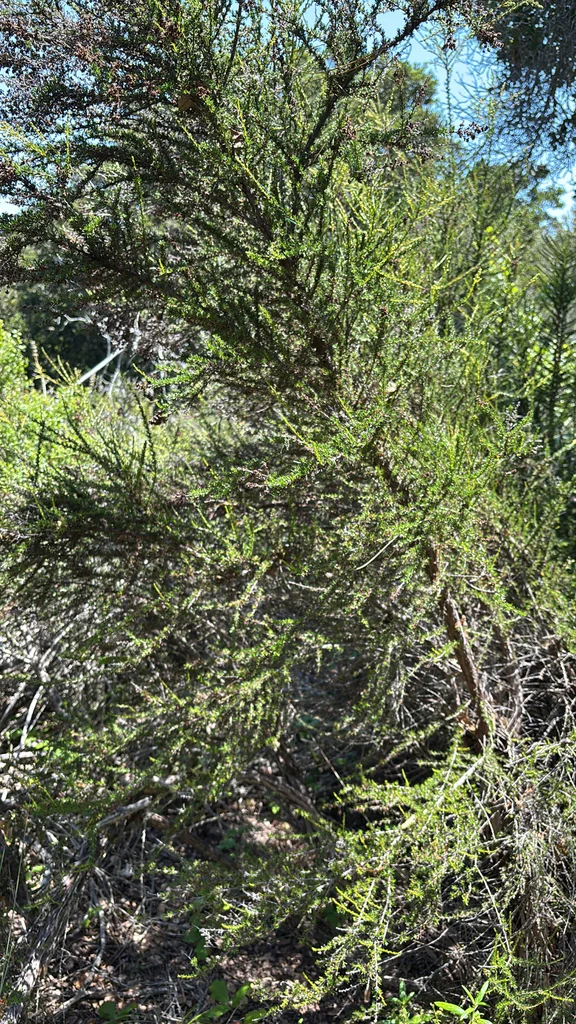 Adenostoma Fasciculatum