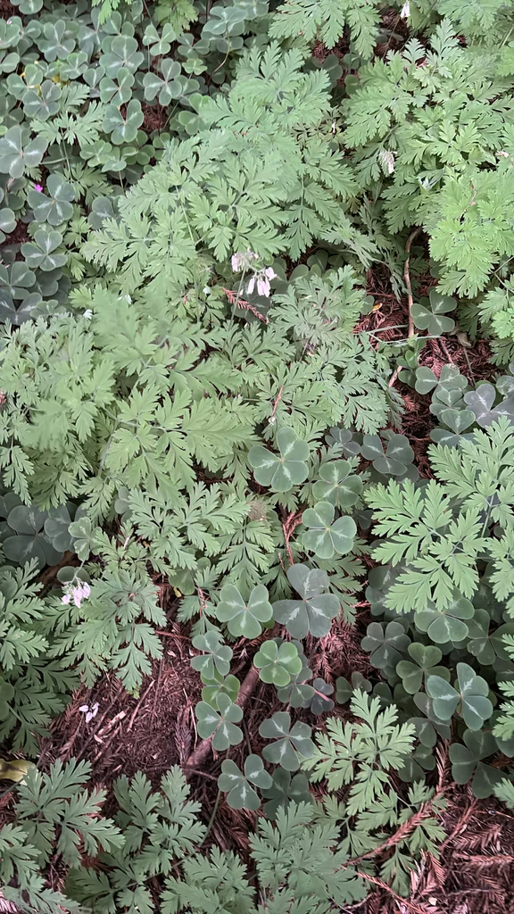 Dicentra Formosa