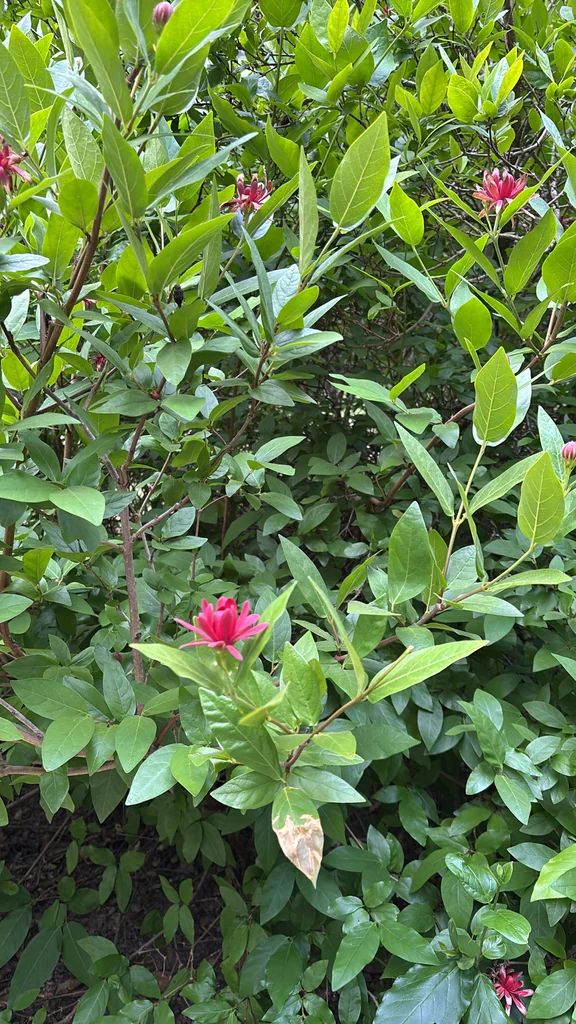 Calycanthus Occidentalis