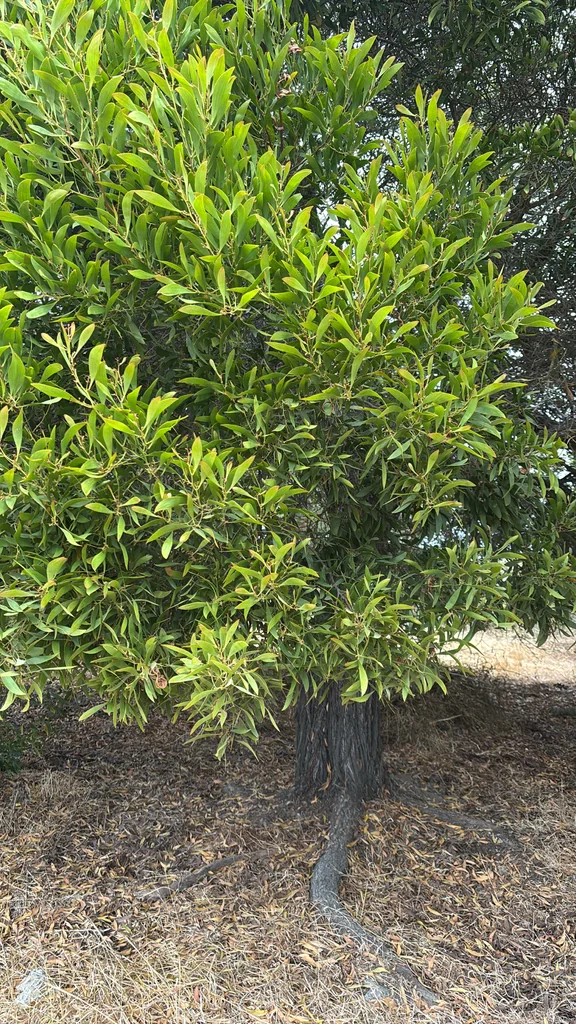 Acacia Melanoxylon