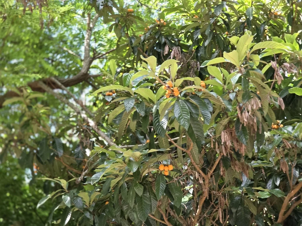 Eriobotrya Japonica