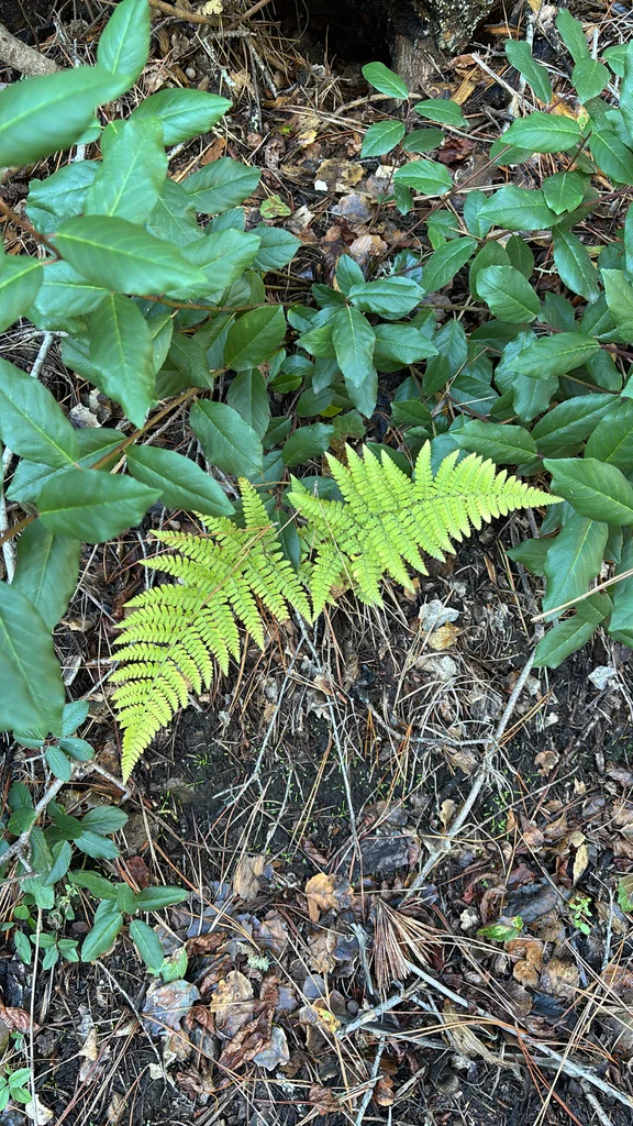 Dryopteris arguta