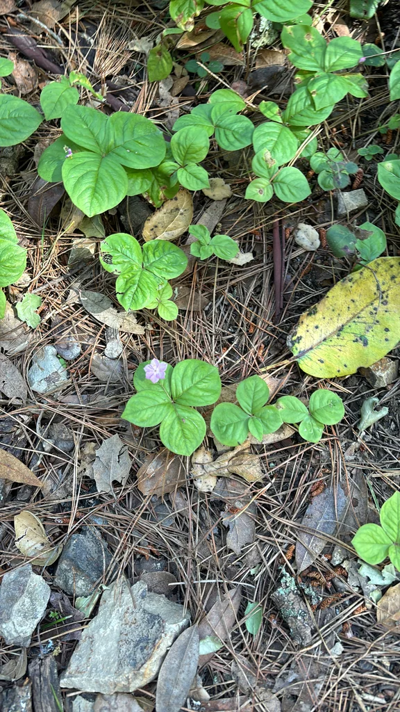 Trientalis Latifolia