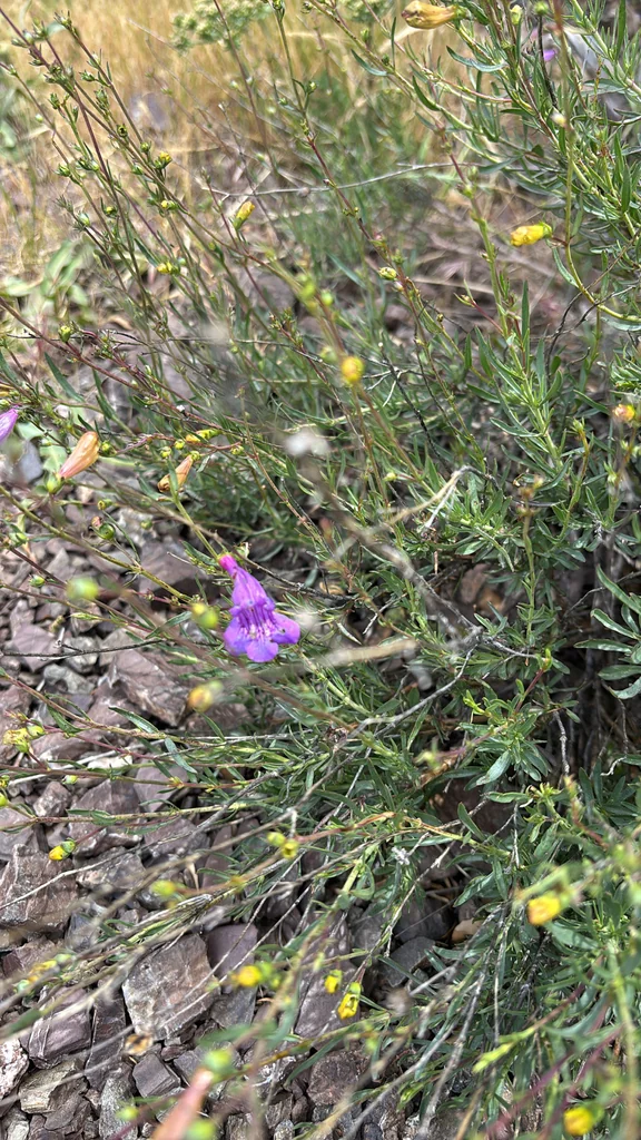Penstemon Heterophyllus