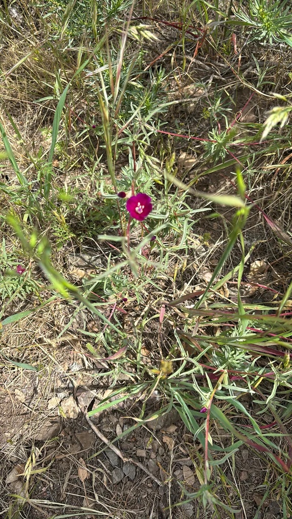 Clarkia Purpurea