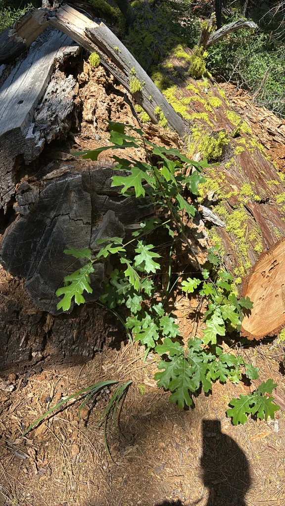 Quercus Kelloggii