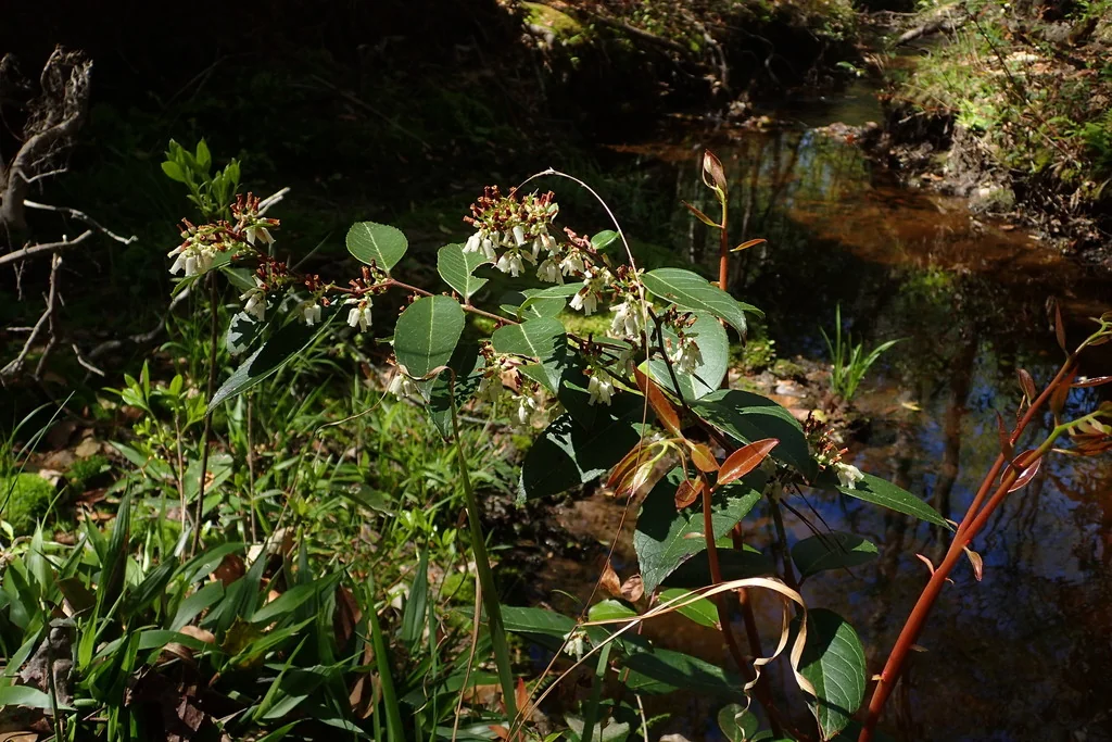 Leucothoe axillaris