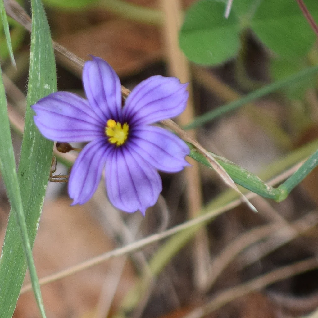Sisyrinchium Bellum