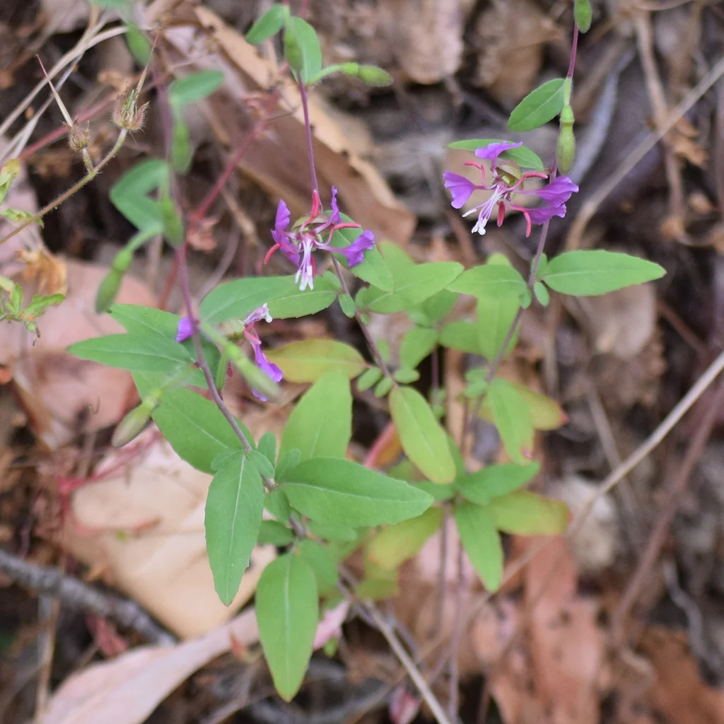 Clarkia Unguiculata