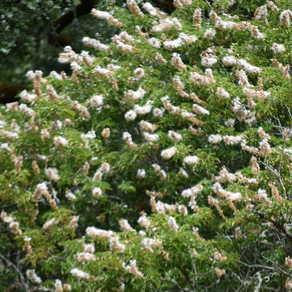 Aesculus Californica