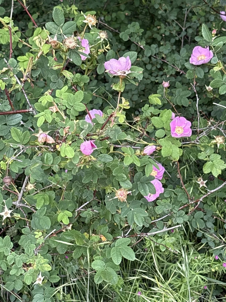 Rosa Nutkana
