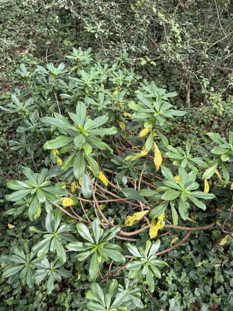 Daphne Laureola