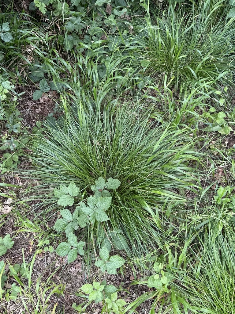 Carex Divulsa